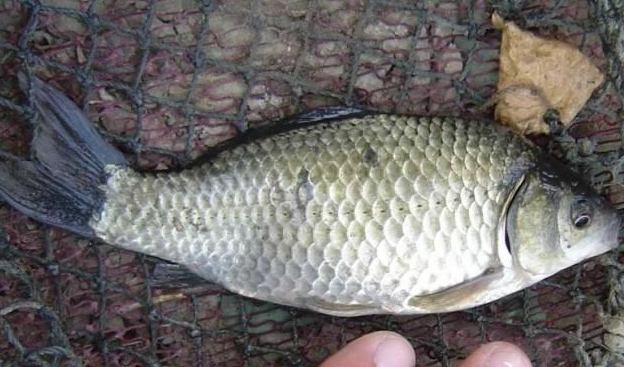 釣魚後處理 釣魚後處理