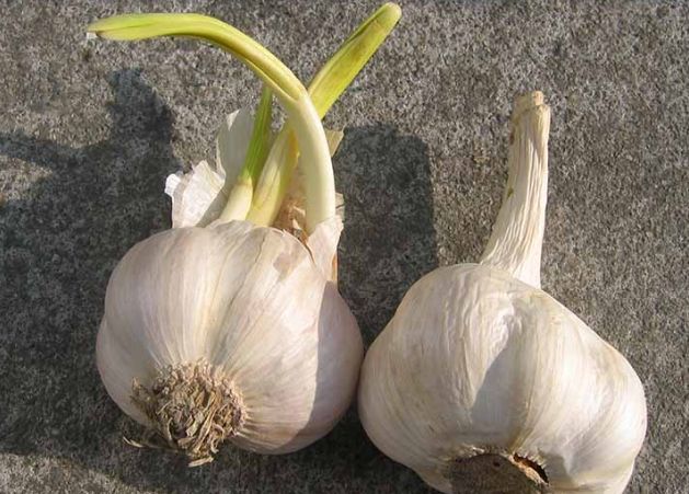 防止蒜頭發芽