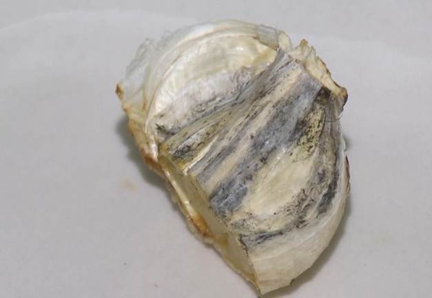 蒜頭髮霉安全嗎 蒜頭髮霉安全嗎