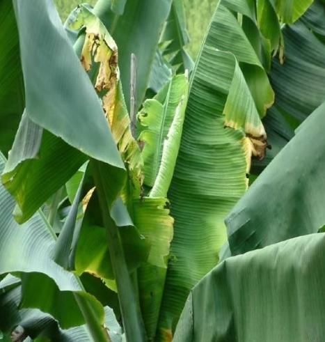 香蕉黑點蟲防治