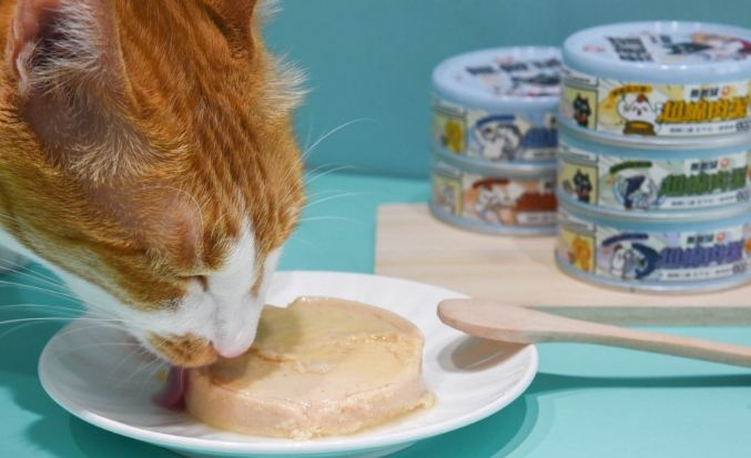 貓咪罐頭餵食指南