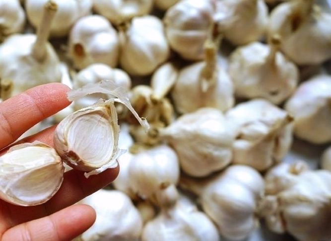 蒜頭乾掉處理