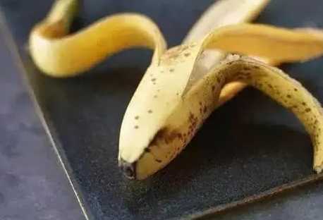 香蕉黑點蟲防治