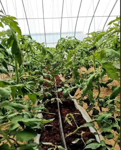 義大利番茄種植