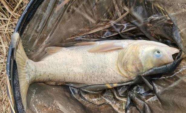 魚類處理技巧 魚類處理技巧