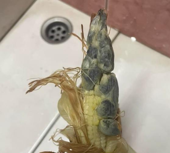 玉米筍變黑