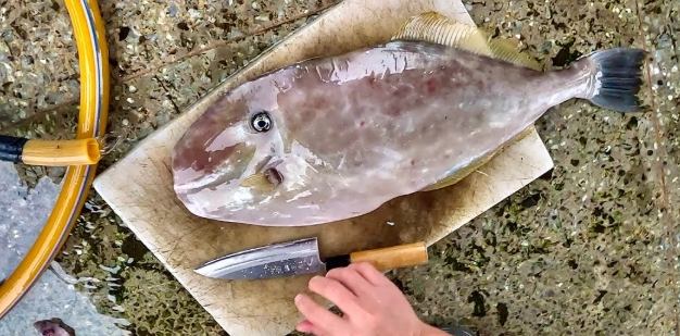釣魚後處理 釣魚後處理