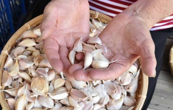 酸掉蒜頭安全 酸掉蒜頭安全