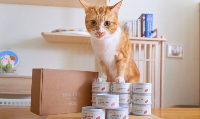 貓咪罐頭餵食指南