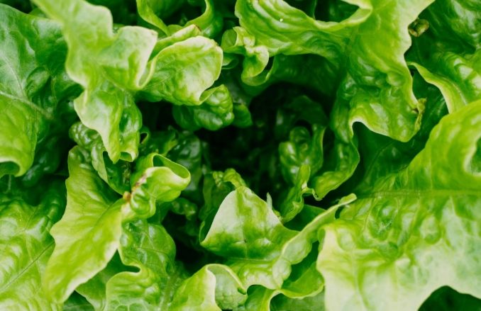 叶菜类保存方法