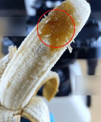 香蕉黑點蟲防治