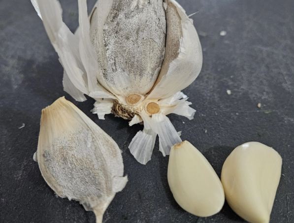 蒜頭髮霉安全嗎 蒜頭髮霉安全嗎