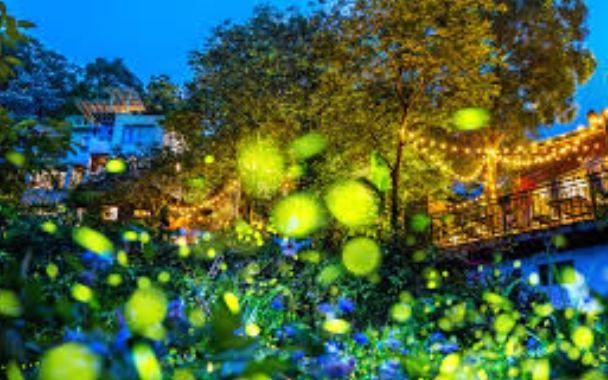 螢火蟲拍攝技巧