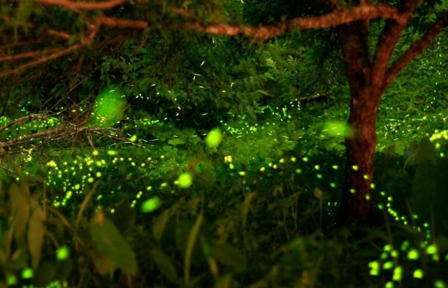 螢火蟲拍攝技巧