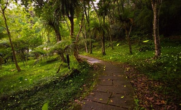 螢火蟲觀賞地點