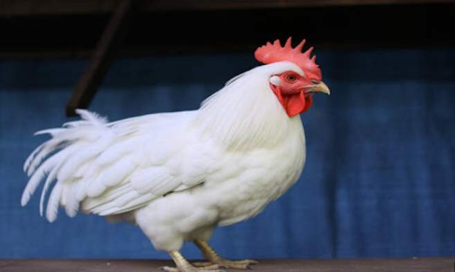 白色雞品種