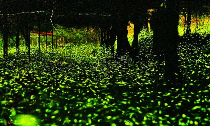 螢火蟲觀賞指南