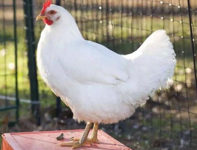 白雞種類