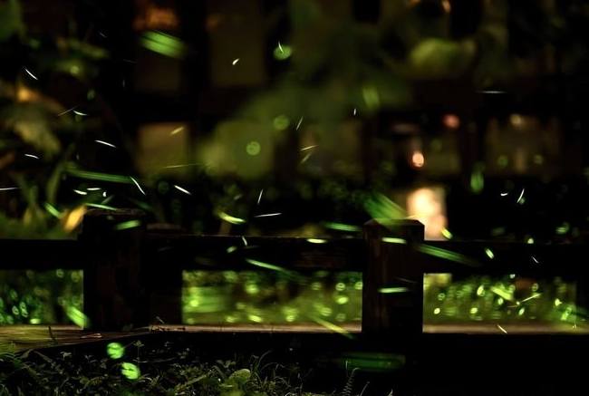 大坑螢火蟲季節