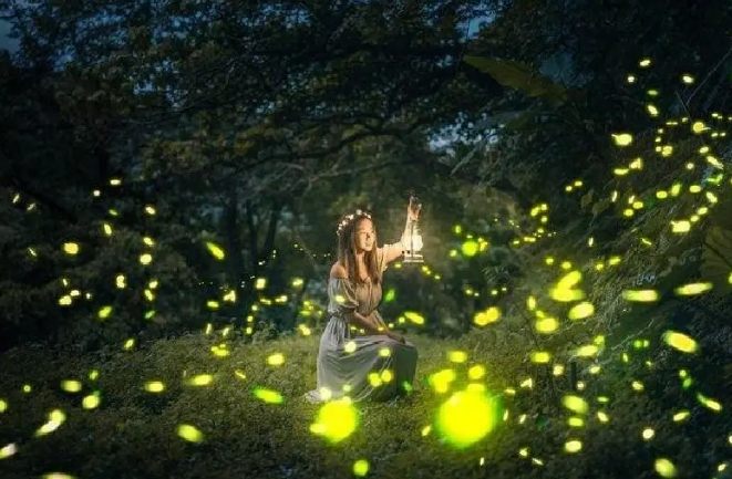 螢火蟲觀賞地點