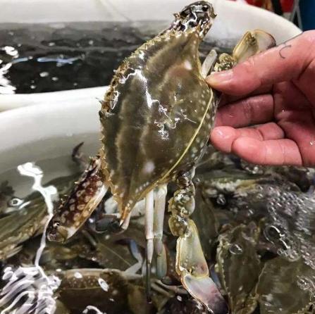 活螃蟹處理方法