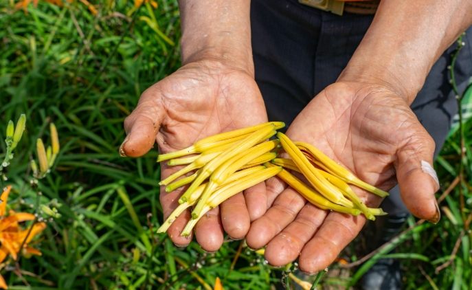 金針花冷藏方法