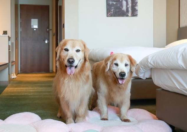 帶寵物旅遊台北