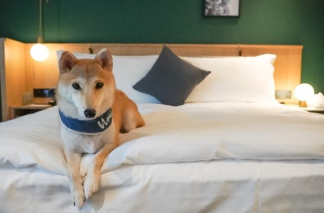 帶寵物旅遊台北