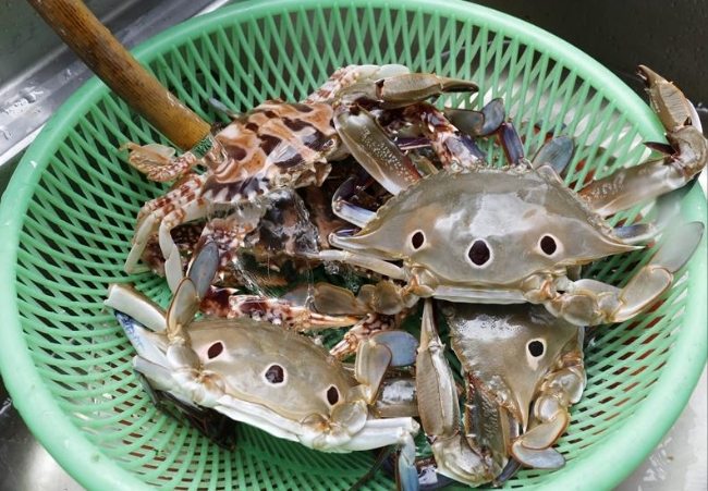 活蟹如何處理
