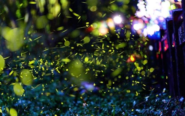 大坑螢火蟲季節