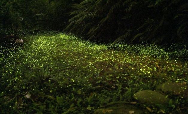 螢火蟲拍攝技巧