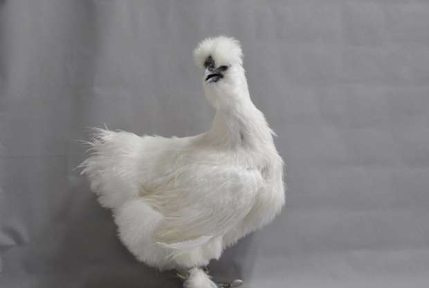 白色雞品種