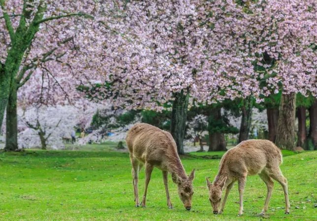 京都深度旅行 京都深度旅行