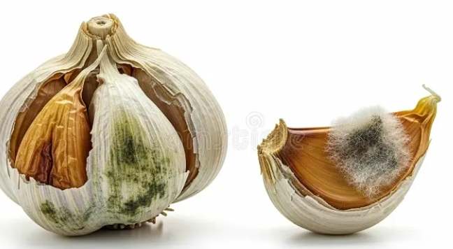蒜頭發霉處理 蒜頭發霉處理