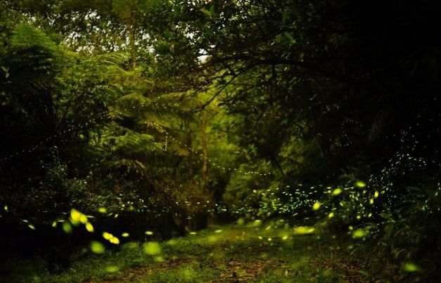 新北賞螢地點 新北賞螢地點