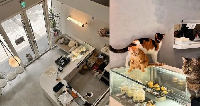 竹北咖啡廳推薦