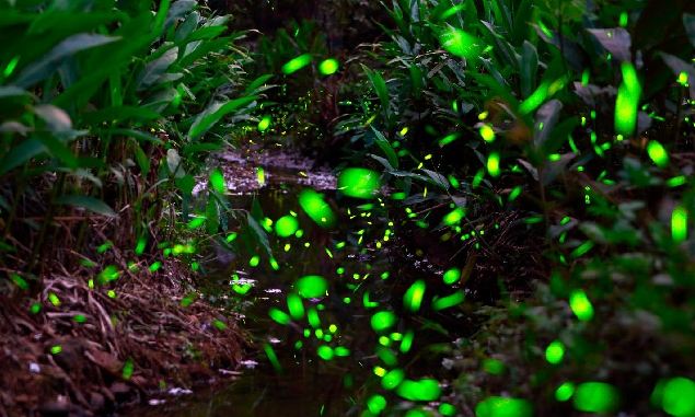 賞螢安全守則 賞螢安全守則