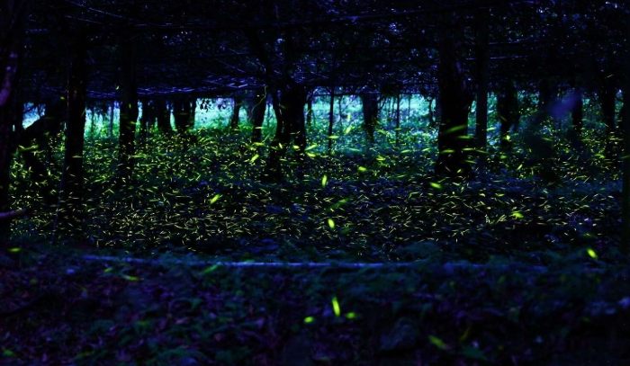 那瑪夏民宿推薦