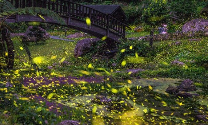 台灣賞螢地點推薦 台灣賞螢地點推薦