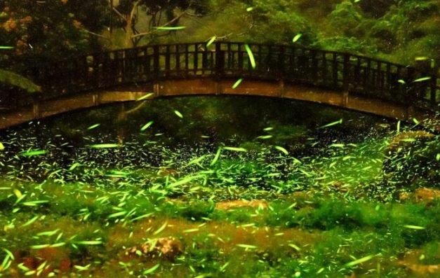 賞螢安全守則 賞螢安全守則