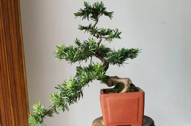 罗汉松种植技巧