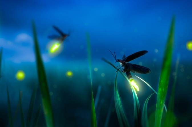 賞螢安全守則 賞螢安全守則