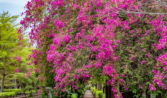 九重葛支架選擇