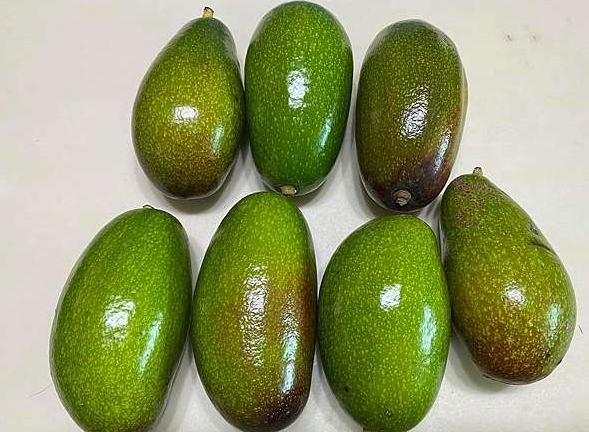 酪梨選購方法