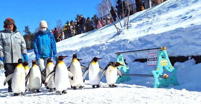 冬天北海道駕駛