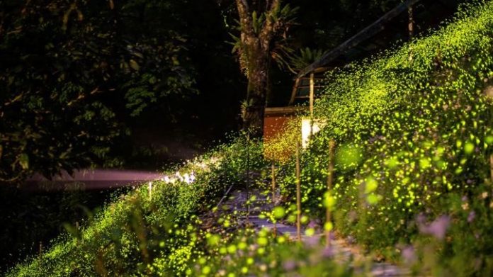 新北賞螢地點 新北賞螢地點