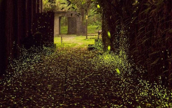 螢火蟲觀賞指南 螢火蟲觀賞指南