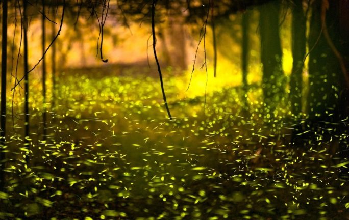 那瑪夏民宿推薦