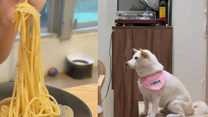 逢甲夜市寵物友善美食