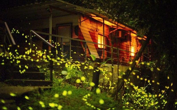 新北賞螢地點 新北賞螢地點